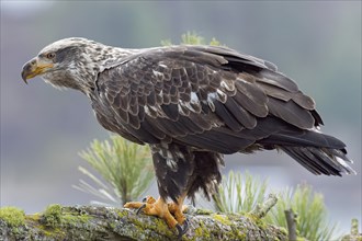 A majestic juvenile American bald eagle perched on a branch of a pine tree in north Idaho