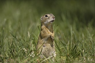 Ziesel, Spermophilus, European ground squirrel