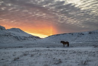 Horse in the mountains in Snaefellsnes peninsula at sunset, Iceland, Europe