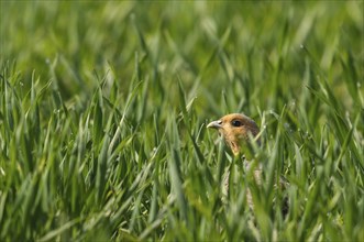 A grey partridge observes its surroundings in a field