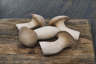 Fresh king oyster mushrooms, vary in sizes, rest on a wooden cutting board, background grey-blue