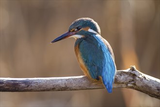 Kingfisher, Alcedo atthis, common kingfisher