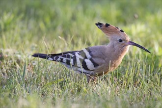 Hoopoe, Upupa epops, hoopoe