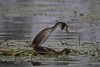 Great Crested Grebe, Podiceps Scalloped ribbonfish, great crested grebe