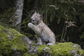 Eurasian lynx, Lynx lynx, Eurasian lynx