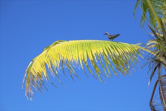 Palm leaf is occupied with bird, private island, bird island, privileged, ecological, adventure,