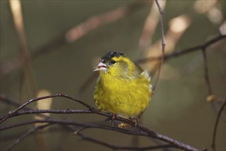 Erlenzeisig, Carduelis spinus, Eurasian siskin