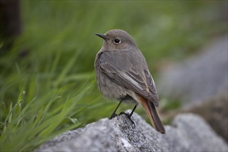 Black redstart, female, Phoenicurus ochruros, black redstart, female