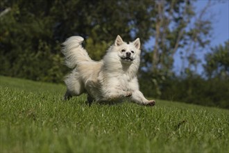 Racing Icelandic hound