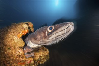 Conger conger eel and brown moray eel at Teti wreck, Conger conger, island Vis, Mediterranean Sea,