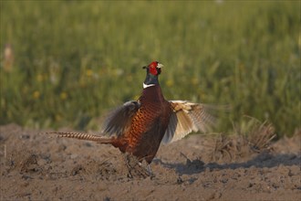 Fasan, Maennchen, Phasianus colchicus, common pheasant, male