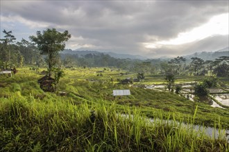 The green side of Bali, green rice terraces in the original Bali. Rice cultivation in the midst of