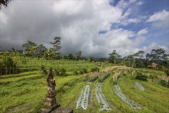 The green side of Bali, green rice terraces in the original Bali. Rice cultivation in the midst of