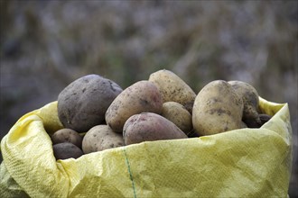 Freshly dug potatoes in bag, low angle view, harvesting and food cultivation