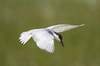 White-bearded Tern, Chlidonias hybrida, Whiskered Tern