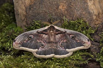 Saturnia pyri, giant peacock moth, male