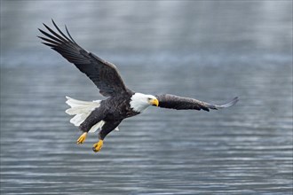 A majestic bald eagle is flying low in the sky in winter in north Idaho