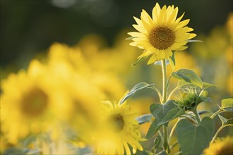 Sunflower Helianthus annuus in golden sunset light