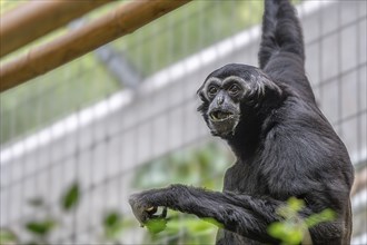 Pileated gibbon (Hylobates pileatus) at Zurich Zoo, Zurich, Germany, Europe