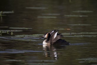 Great Crested Grebe, Podiceps Scalloped ribbonfish, great crested grebe