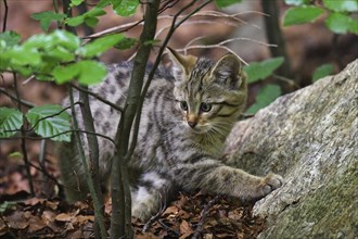 Wildcat, Felis silvestris, wildcat