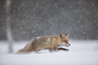 Red fox, Vulpes vulpes, red fox