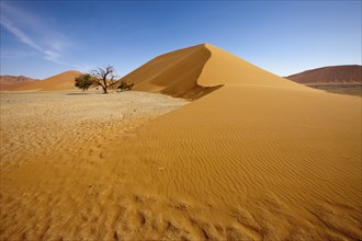 Dune 45 in Sossusvlei area, Namib Naukluft Park, Namibia, Africa