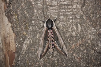 Privet hawk moth, Sphinx ligustri, privet hawk moth