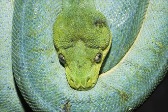 Green tree python, Morelia viridis, West Papua, Misool, Indonesia, Asia