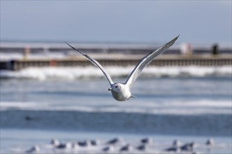 The Herring gull in flight over a frozen river