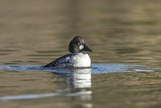 A common goldeneye shakes off water after a dive in Coeur d'A'lene, Idaho