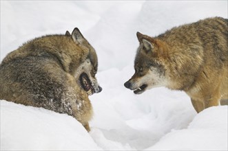 Two wolves restore the hierarchy