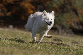 Racing Icelandic hound