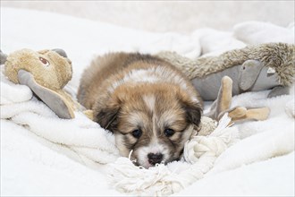 5 week old Icelandic puppy