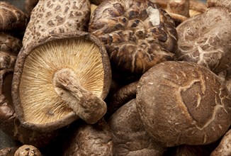 A close up image of a bunch of dried shitake mushrooms