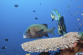 Sharpmouth batfish and harlequin sweetlips, Platax pinnatus, Komodo National Park, Indonesia, Asia