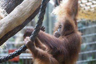 Sumatran orangutan (Pongo abelii) at Zurich Zoo, Zurich, Germany, Europe