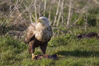 Seeadler, Haliaeetus albicilla, white-tailed eagle