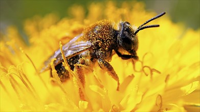 Honey bee on a flower collecting nectar. Macro shot in summer sunshine. Animal photo