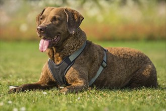 Lying Chesapeake Bay Retriever