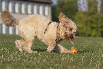 Playing Goldendoodle