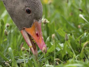 A greylag goose feeding in a meadow