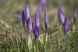 Crocus blossom in Zavelstein