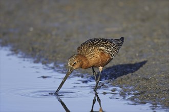 Bar-tailed godwit, Limosa lapponica, bar-tailed godwit