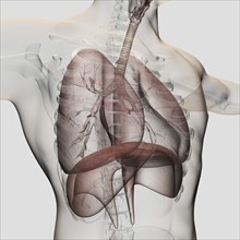 Three dimensional view of the male respiratory system, close-up