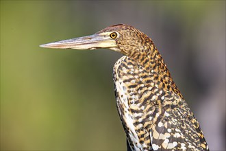 Rufescent tiger heron (Tigrisoma lineatum) Pantanal Brazil