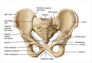 Anatomy of human pelvic bone