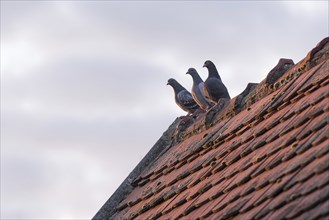 Three carrier pigeons sit on a roof with plain tiles and are illuminated by the evening sun