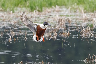 A northern shoveler duck flies in for a water landing near Coeur d'Alene, Idaho