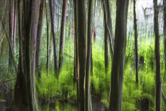 Moving long exposure of the temperate rainforest on Vancouver Island